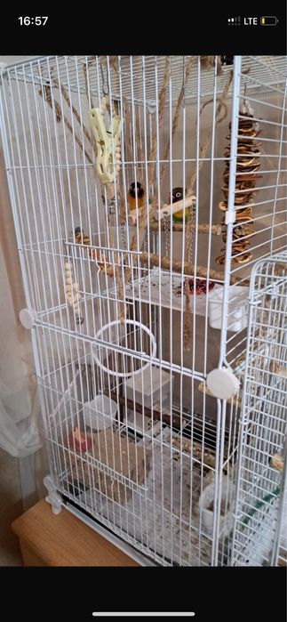 Продам неразлучников