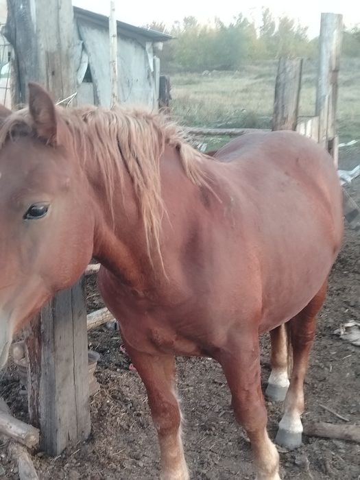 Продам русский тяжеловоз