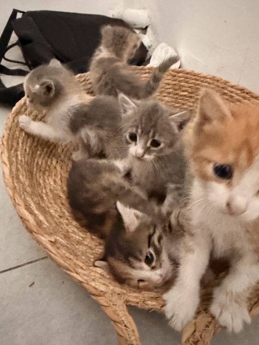 Отдам котят в добрые руки