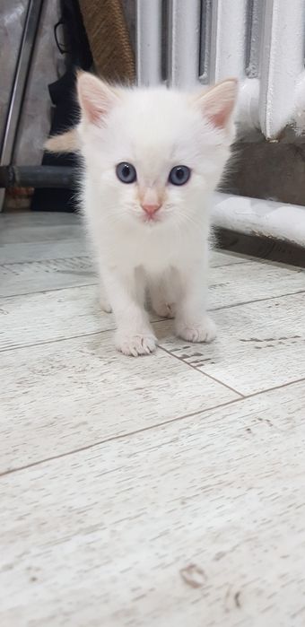 Котенок в добрые руки