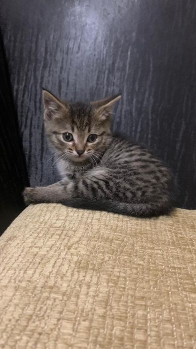 Котик мальчик 1 месячный