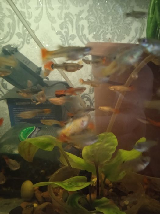 Аквариумные рыбки гупии