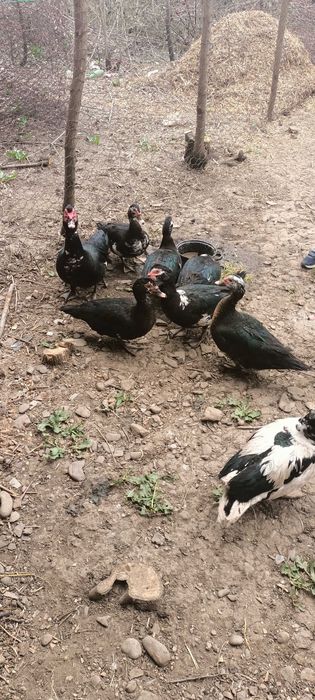 Rațe mute de vânzare