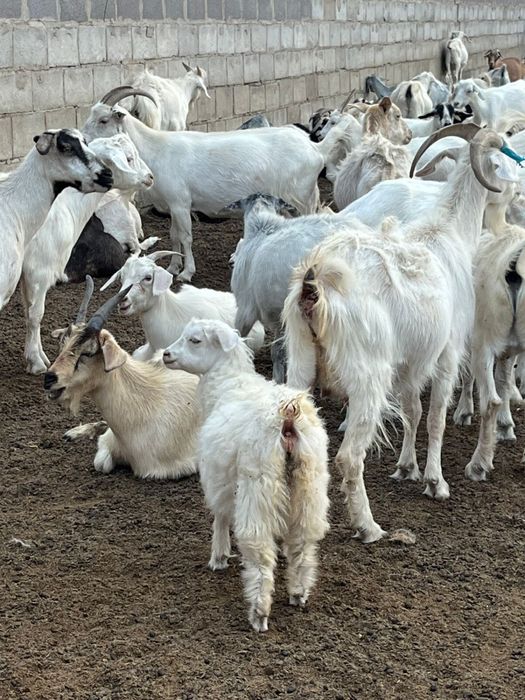 Оптовая цена 21.000 тг. 40 шт козлов