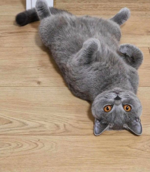 Мъжко британско коте разцветка Таби