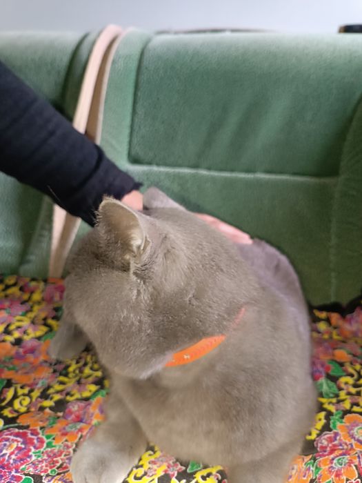 британский кот, чистокровный