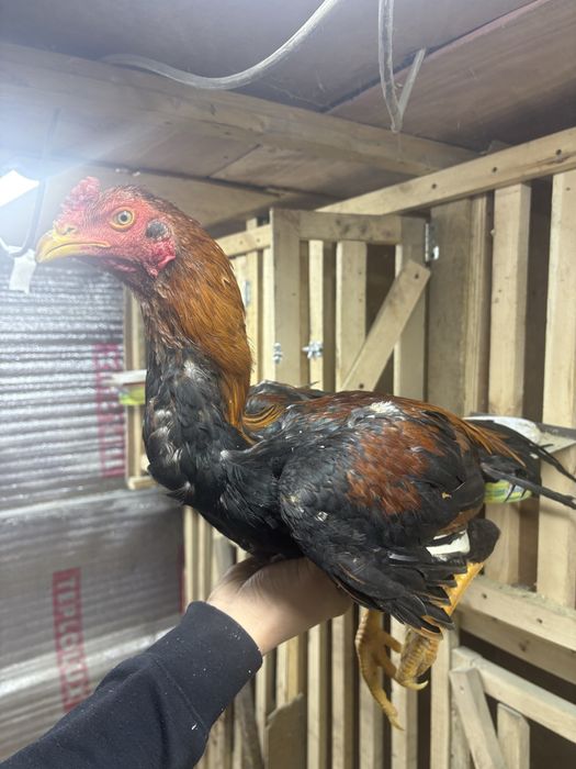 Даканы хороших кровей