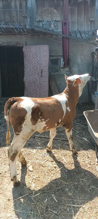 Vând vitica baltata românească