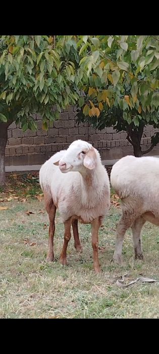 Продам Элитные бараны разных пород