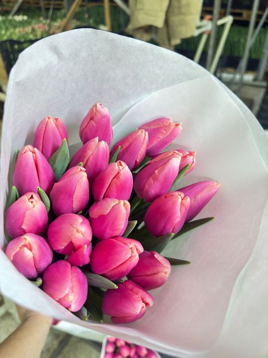 Тюльпаны по ОПТОВОЙ цене(в пачках)