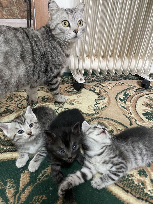 Продам британских котят