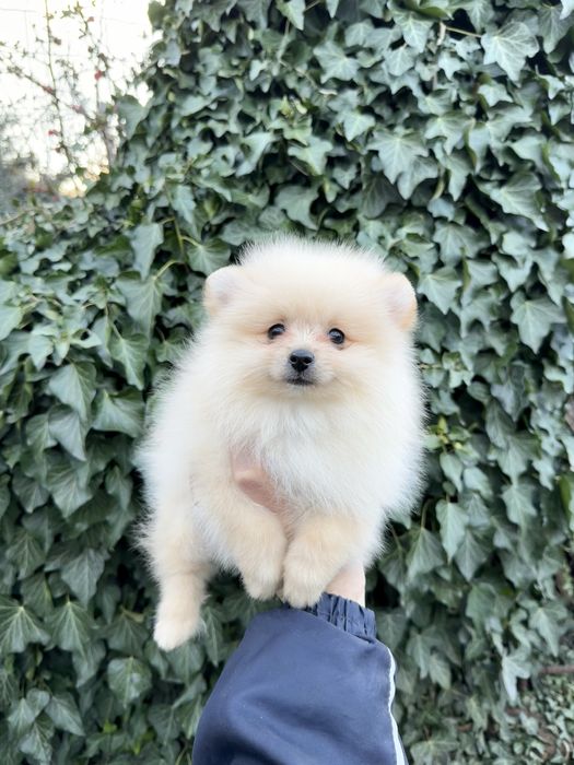 Померан мини момче със втора ваксина