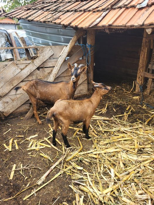 Țapi, capre de vânzare județul Olt