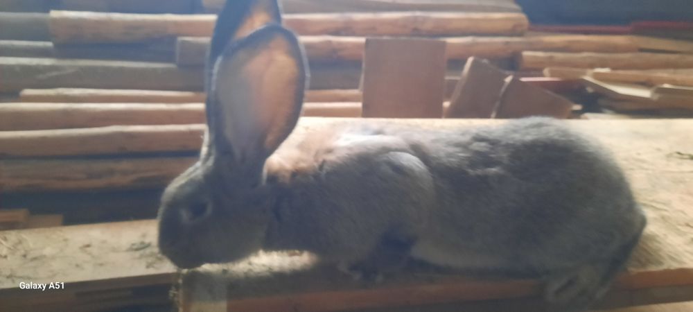 Iepuroi urias german