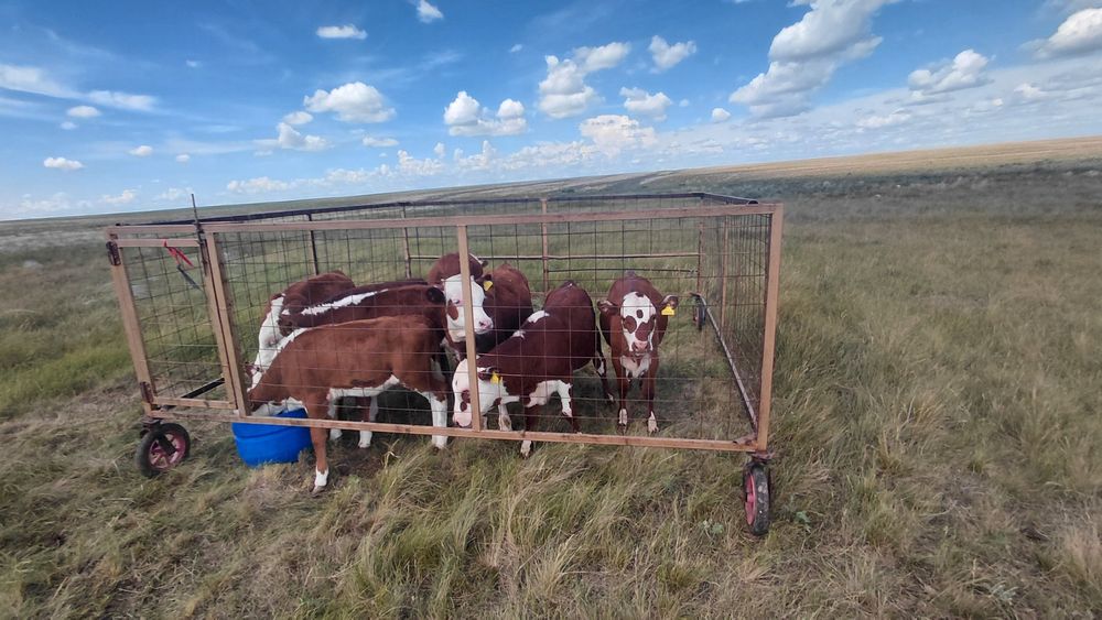 Продам клетку на Колёсах для Телят