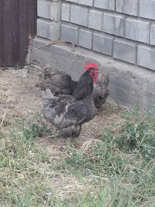 Куры Джерсийский гигант голубой