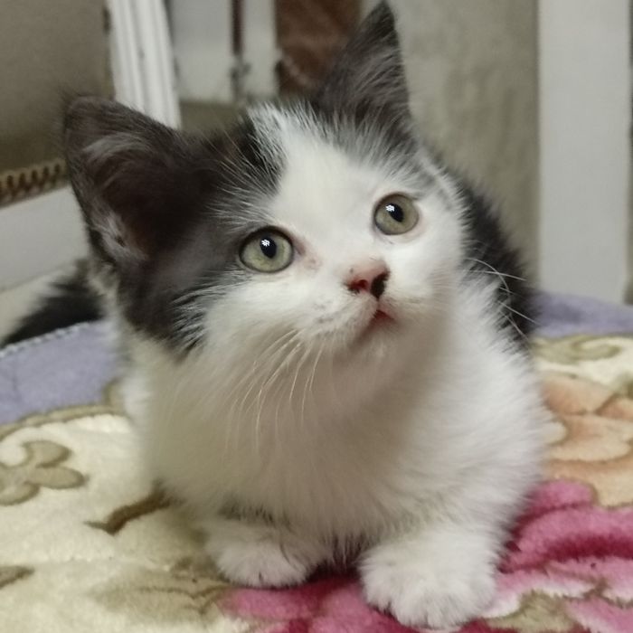 Отдам котенка в добрые руки!
