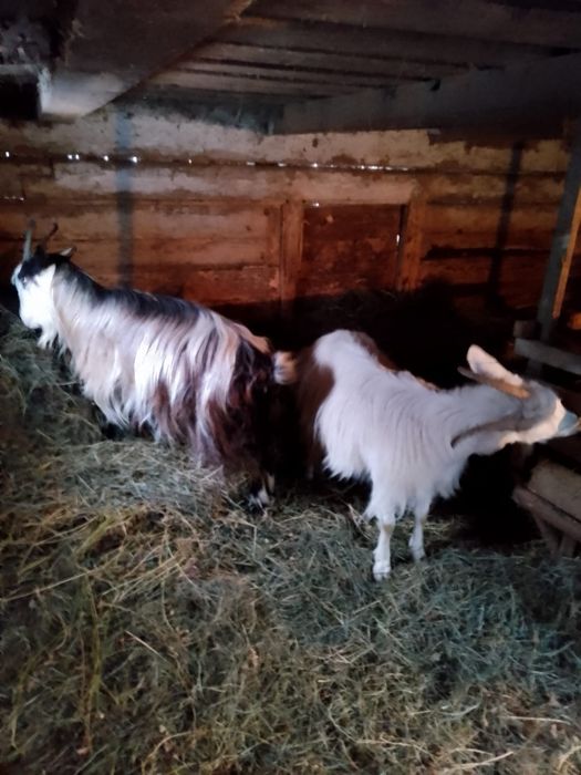 Trei capre de vănzare