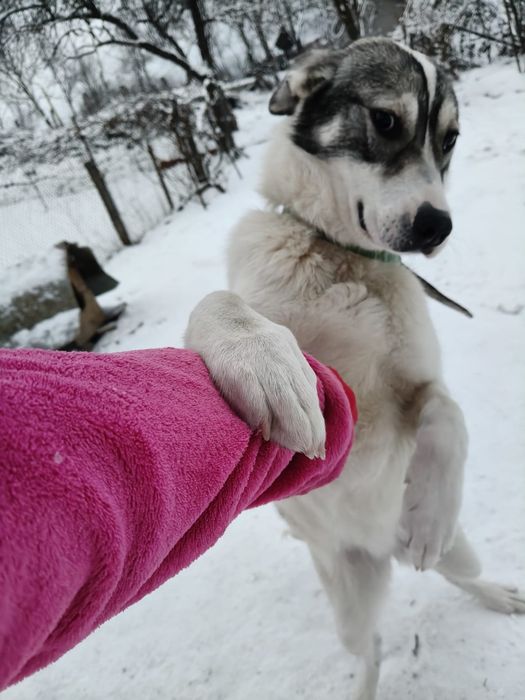 Donez 2 caini jucausi