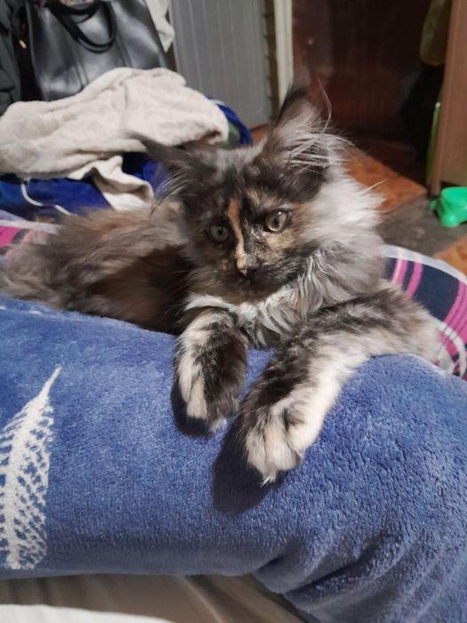 Продам  котенка.