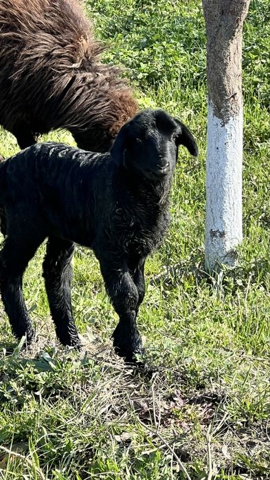 Sotildi……………………….