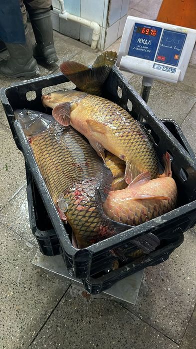 Сазан оптом продаем