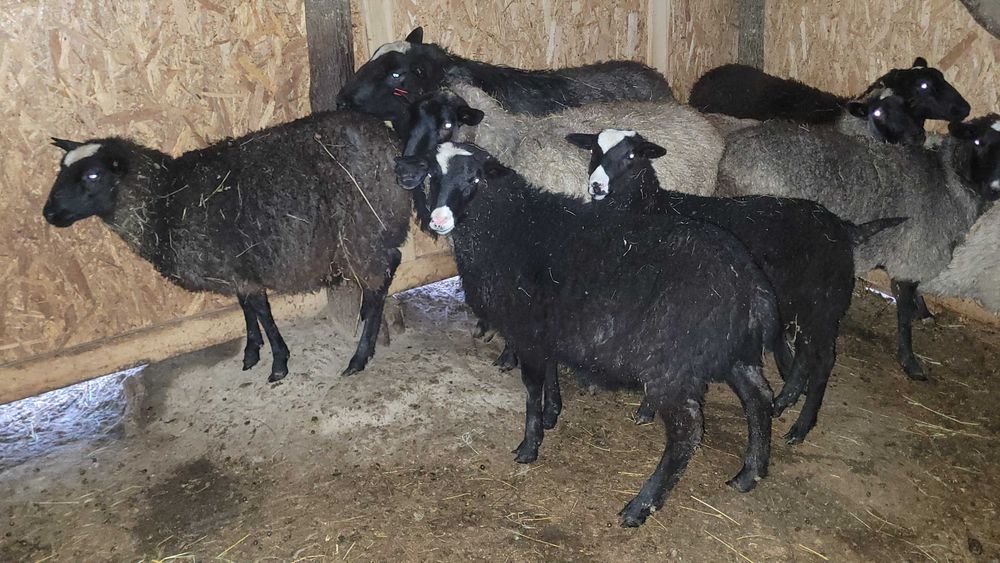 Vând berbec romanov cu varsta de 2 ani