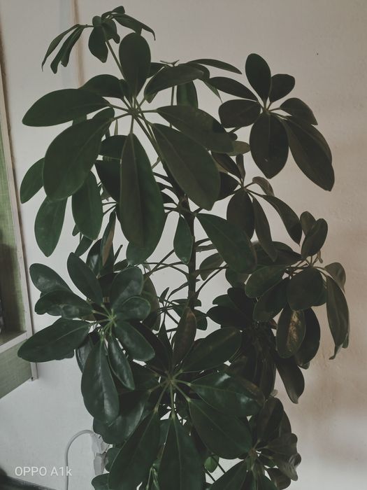 Шефлера гүлі сатылады