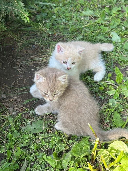 Отдам в добрые руки котят