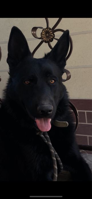 Восточно-европейская овчарка