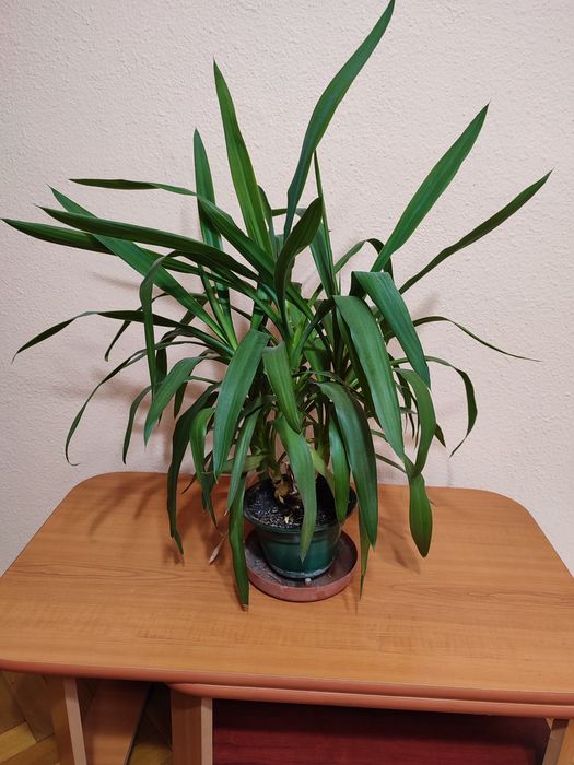 De vanzare Planta Yukka cu 3 brațe