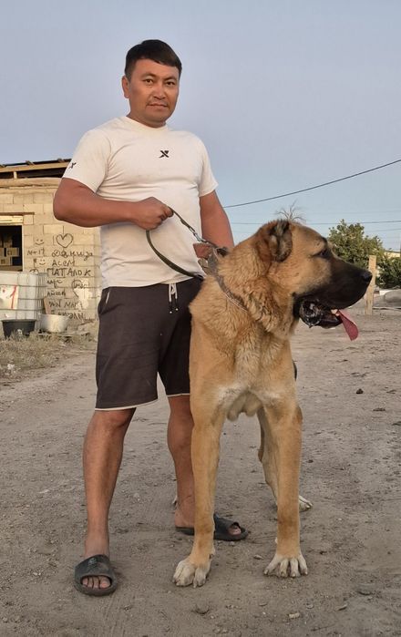 Кобель супер тяж на вязку