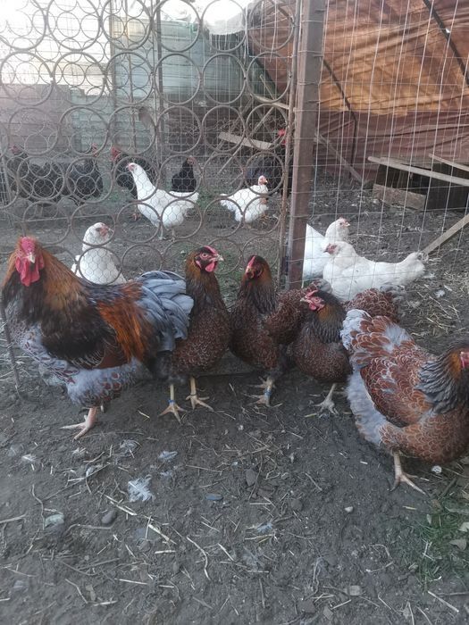 Oua incubat wyandotte, rhode island wyandotte pitic, cochinchina pitic