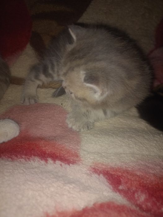 Чистопородные котята.