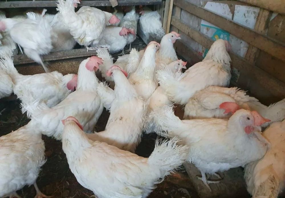 Куры белые! Декалб Уайт! 9 месяцев!