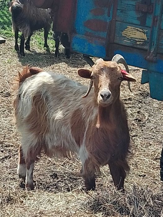 Capre de vânzare sterpe