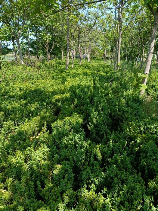 Gard viu Buxus globular