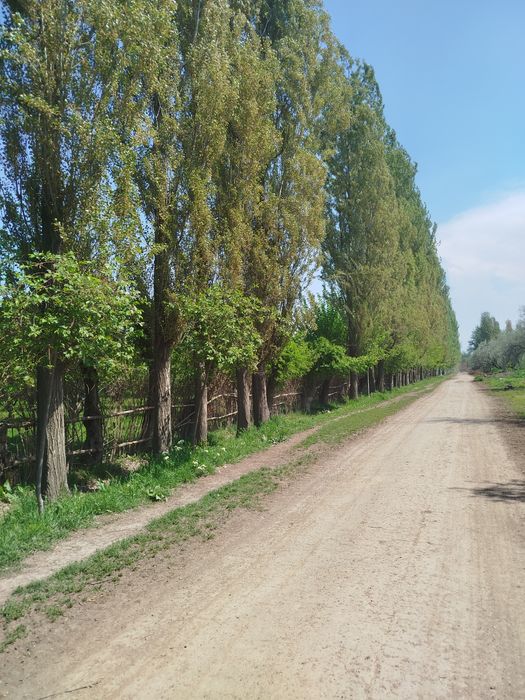 Terak sotiladi Manzil Yangibozor
