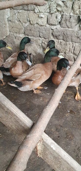 Vânt rățoi khakhi champall