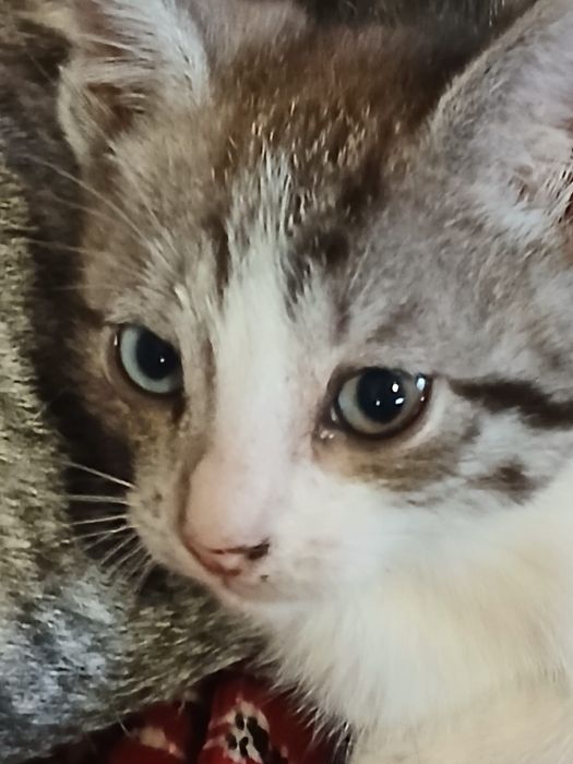 Очень хорошенькие котята