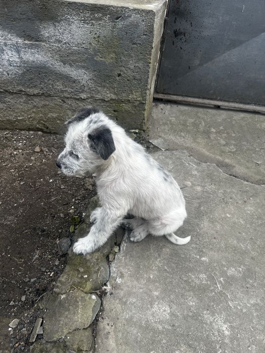 Donez Cățeluș  urgent