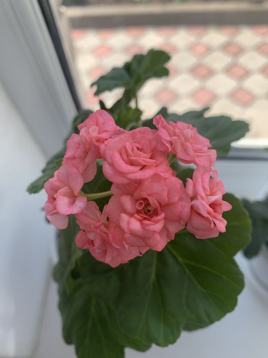 Пеларгония Grainger’s Antique Rose