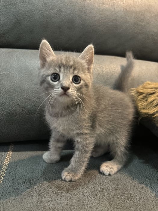 Котята бесплатно