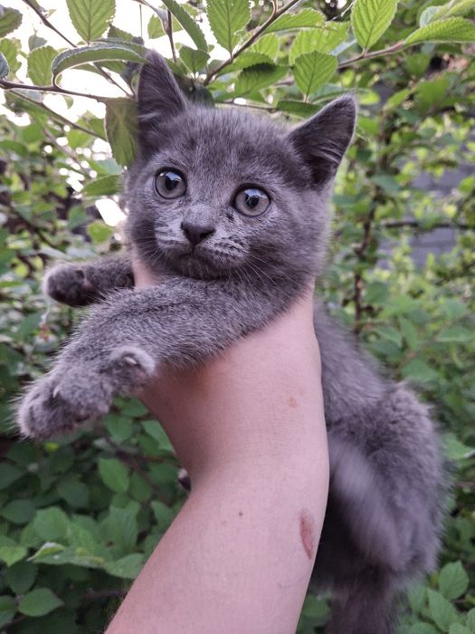 Продам породистых котят