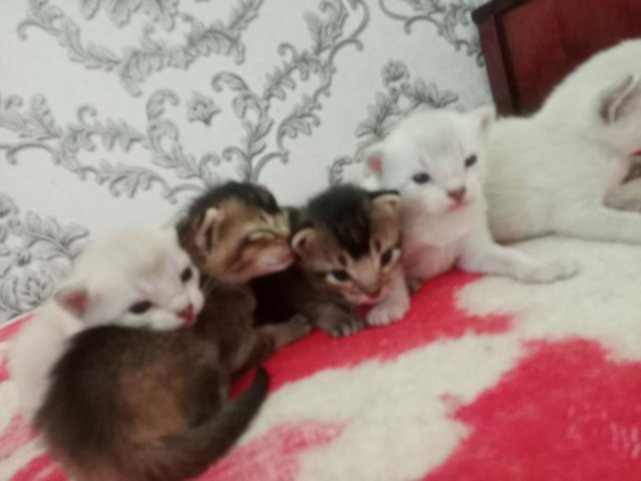 Котята чаузи колор поинт