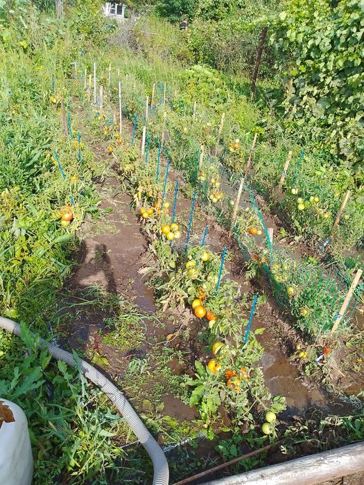 Две  дачи на кривом озере