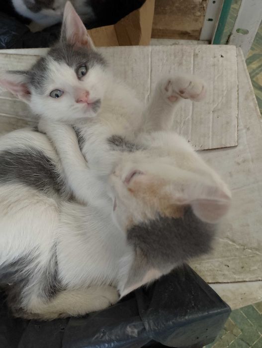 Подарявам малки котета