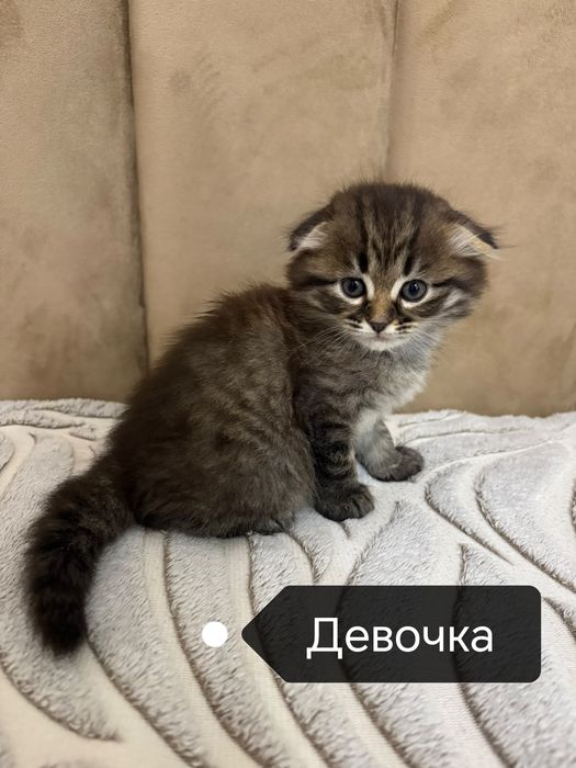 Шотландские котята
