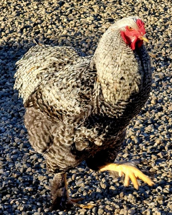 Vindem cocosi  diferite rase