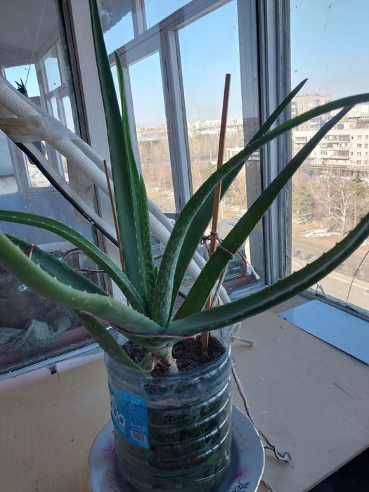 Продам алое вера 3 года